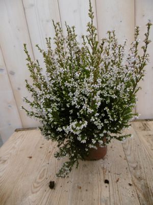 3 stuks! Dopheide Erica wit - Warentuin natuurlijk