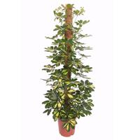 Schefflera &apos;Gold Capella&apos; (Vingerboom) - P 24 cm