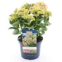 Hydrangea Macrophylla "Magical Coral Pink"® boerenhortensia - 30-40 cm - 1 stuks