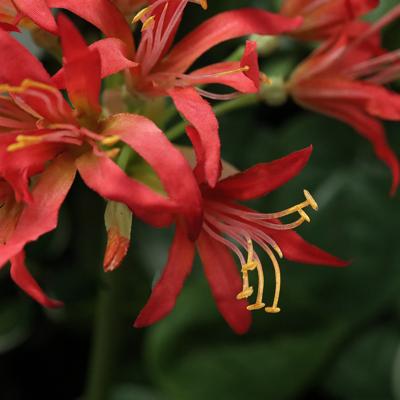 Nerine Lely Kunstbloem 70cm oranje