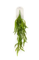 Krulvaren hangend l25cm groen