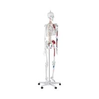 anatomisch skelet - levensgroot