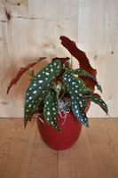 Begonia Maculata in rode pot - Warentuin Natuurlijk
