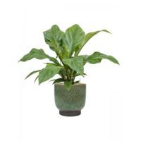 Plant in Pot Anthurium Ellipticum Jungle Bush 70 cm kamerplant in Linn Deep Green 25 cm bloempot - thumbnail