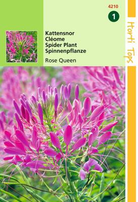 Cleome Spinosa Rose Queen - Hortitops