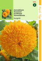 Helianthus Annuus Sungold Dubbelbl. Hoog - Hortitops