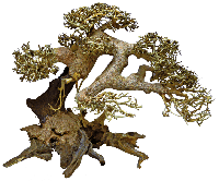 Bonsai Driftwood L aquaria - Superfish