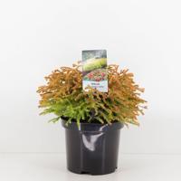 Thuja occidentalis golden tuffet - Warentuin natuurlijk