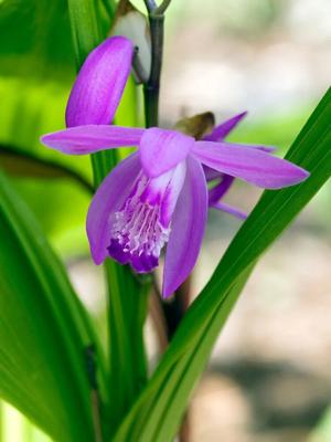 Moerings Bletilla striata - Japanse orchidee