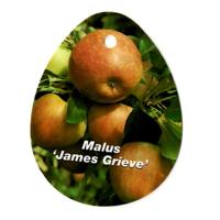 Malus Domestica James Grieve - Oosterik home
