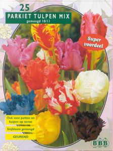 Tulp