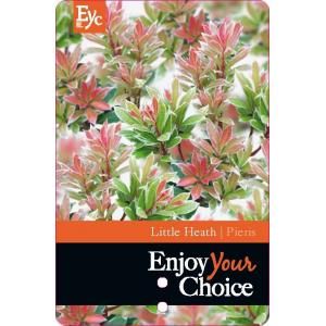 Rotsheide (Pieris Japonica “Little Heath”) heester - 30-40 cm (C4.5) - 9 stuks