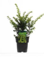Taxus
