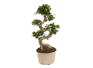 XL Japanse Bonsai S-Shape