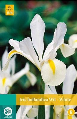Iris hollandica wit 20 bollen - Jub