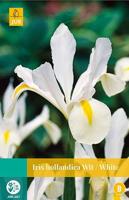 Iris hollandica wit 20 bollen - Jub
