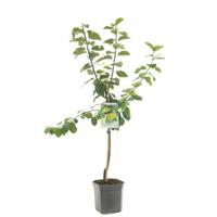 Prunus domestica Ontario Pruim laagstam fruitplant Fruithof - Fruithof