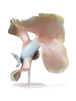 Lladró sculpture Betta Fish en porcelaine - Rose