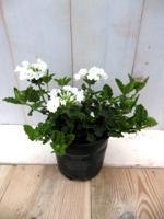 3 stuks! Perkplant Verbena eenjarig Wit Warentuin Natuurlijk - Warentuin natuurlijk