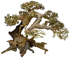 Superfish Bonsai Driftwood L - Groot, Handgemodelleerd, Natuurzuiverende Aquarium Decoratie