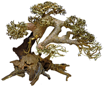 Superfish Bonsai Driftwood L - Groot, Handgemodelleerd, Natuurzuiverende Aquarium Decoratie
