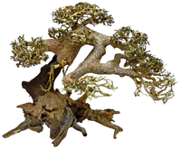 Superfish Bonsai Driftwood L - Groot, Handgemodelleerd, Natuurzuiverende Aquarium Decoratie