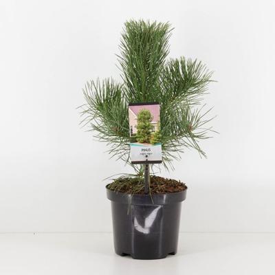 Pinus nigra nigra - Warentuin natuurlijk