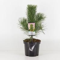 Pinus nigra nigra - Warentuin natuurlijk