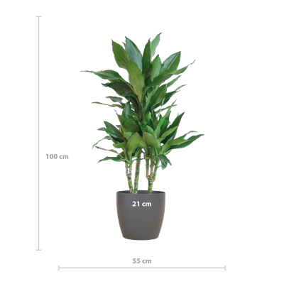 Dracaena Janet Lindt met Viber grijs - 95cm - Ø21