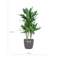 Dracaena Janet Lindt met Viber grijs - 95cm - Ø21