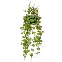 Emerald Kunstplant hangend in pot lantaarnplant 50 cm - thumbnail