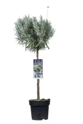 Lavendel Munstead