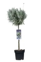 Lavendel Munstead