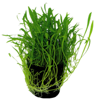 AquaVitaal Lilaeopsis Novea-Zealandia