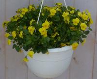 Bosviolen Violen geel hangplant Viola Warentuin Natuurlijk - Warentuin natuurlijk