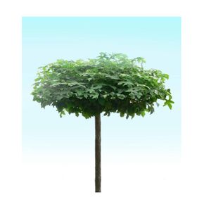 Dak amberboom