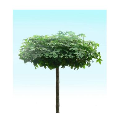 Dak amberboom