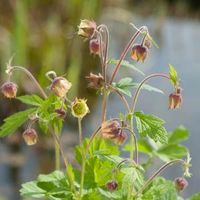 Knikkend nagelkruid (Geum rivale) moerasplant (6-stuks) - thumbnail