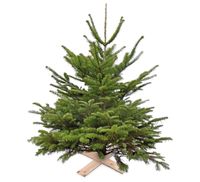 Super Actie Kerstboom Nordman Gezaagd 150 - 200 cm Warentuin Natuurlijk excl pot/kruisvoet - Warentuin natuurlijk