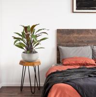 Calathea Red kunstplant 60cm Calathea Red kunstplant 60cm
