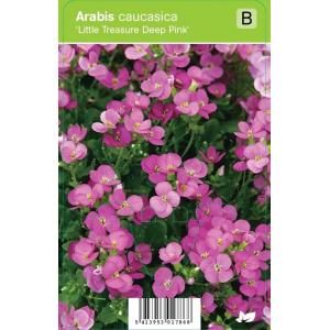 Rijstebrij (arabis little treasure "Deep Pink") voorjaarsbloeier - 12 stuks