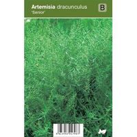 Franse dragon (artemisia dracunculus "Senior") kruiden - 12 stuks - thumbnail