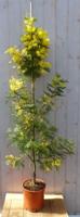 Mimosa geel 120 cm Acacia Warentuin Natuurlijk - Warentuin natuurlijk