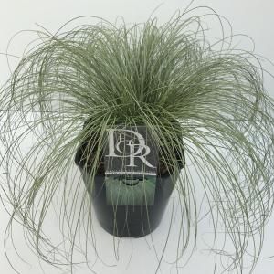 Zegge (Carex comans "Frosted Curls") siergras - In 5 liter pot - 1 stuks