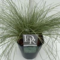 Zegge (Carex comans "Frosted Curls") siergras - In 5 liter pot - 1 stuks