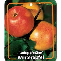 Malus Domestica Goldparmane - Oosterik Home - thumbnail