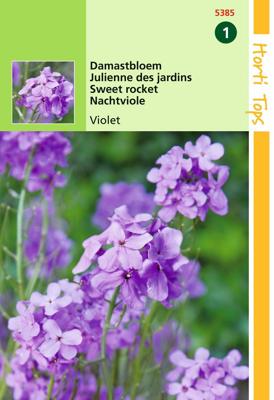 Hesperis Matronalis Violet Damastbloem - Hortitops