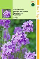 Hesperis Matronalis Violet Damastbloem - Hortitops