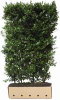 Ilex meserveae Blue Maid hoogte 120 - Quickhedge