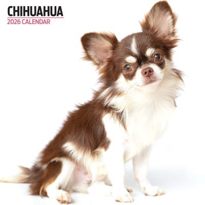 Chihuahua Modern Kalender 2026